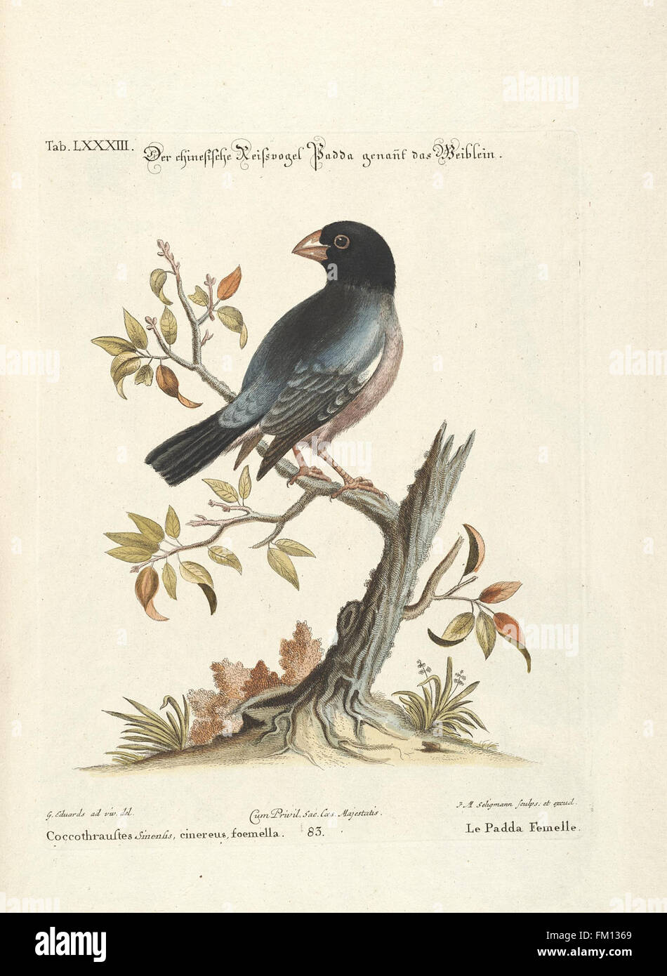 Une représentation détaillée d'espèces d'oiseaux exotiques et rares figurant dans la collection du Missouri Botanical Garden et de la Peter H. Raven Library, illustrant leur diversité et leur caractère unique. Comprend des œuvres picturales de haute qualité liées à la zoologie. Banque D'Images