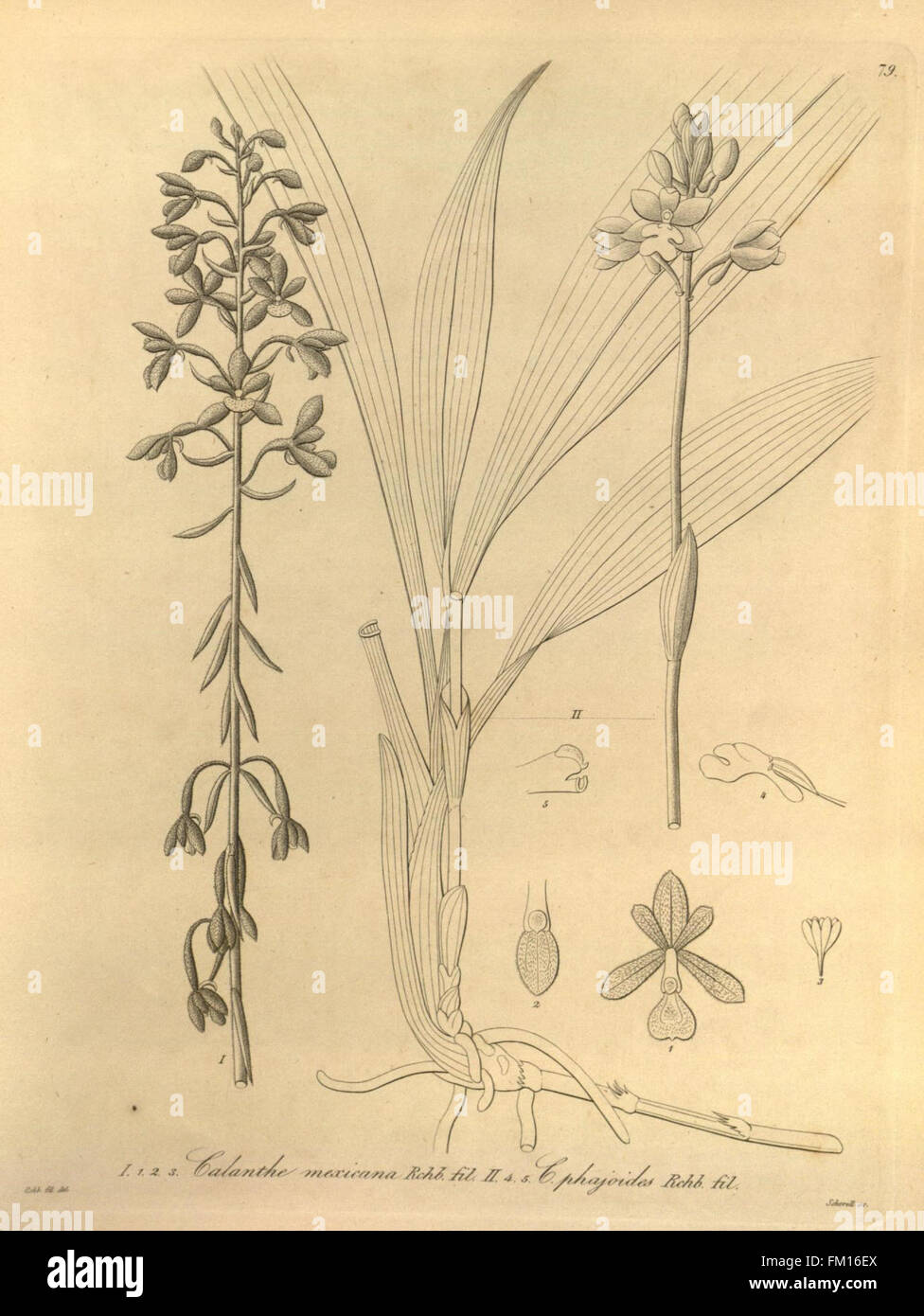Xenia orchidacea, représentée à la Fig. 79, fait partie de la collection botanique du jardin botanique du Missouri. L'image est conservée dans la bibliothèque Peter H. Raven, connue pour ses vastes archives botaniques. Banque D'Images