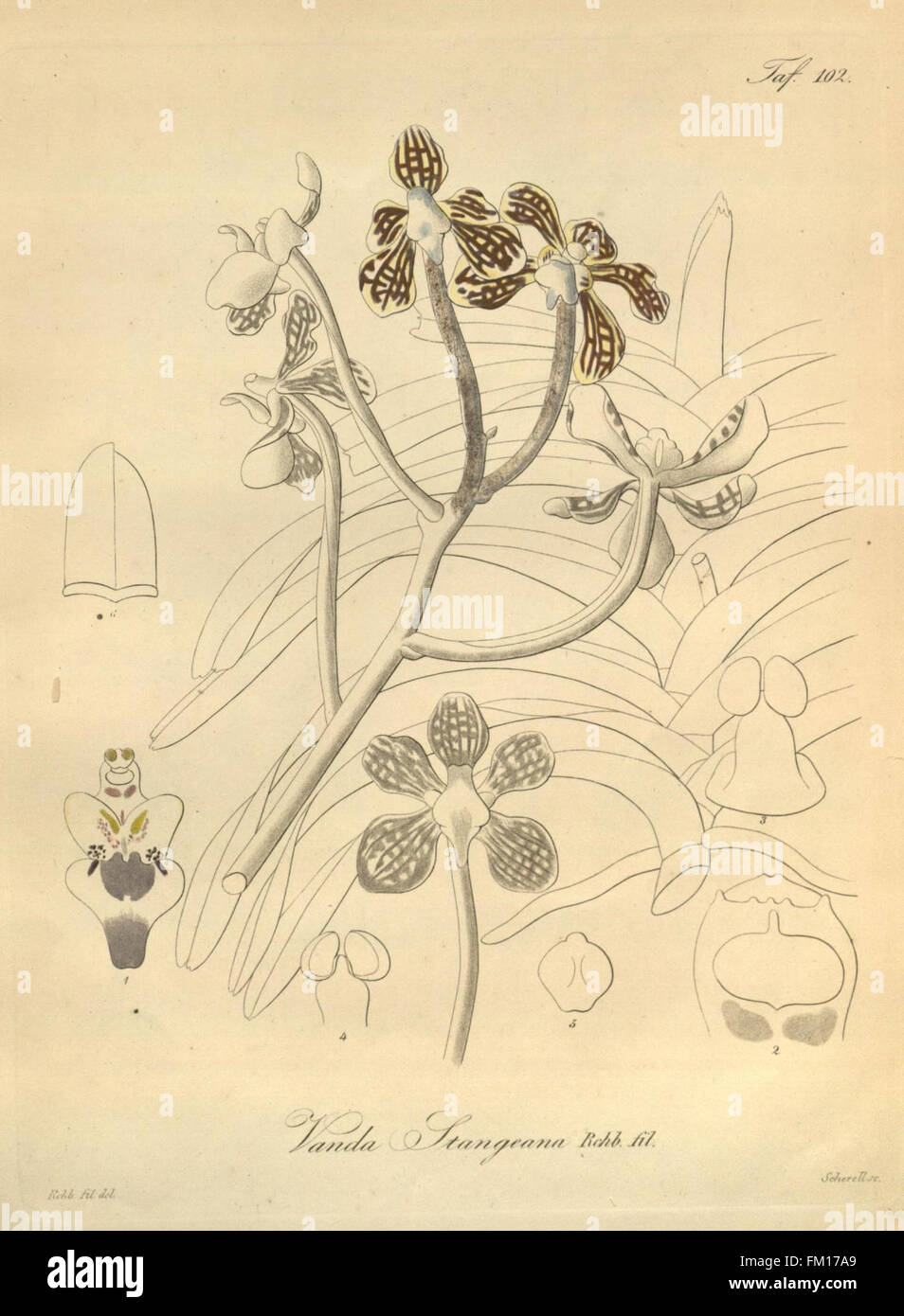 'Xenia Orchidacea' (onglet 101) fournit une illustration botanique de l'orchidée Xenia, détaillant sa structure et sa classification en tant qu'espèce d'orchidée tropicale importante. Banque D'Images