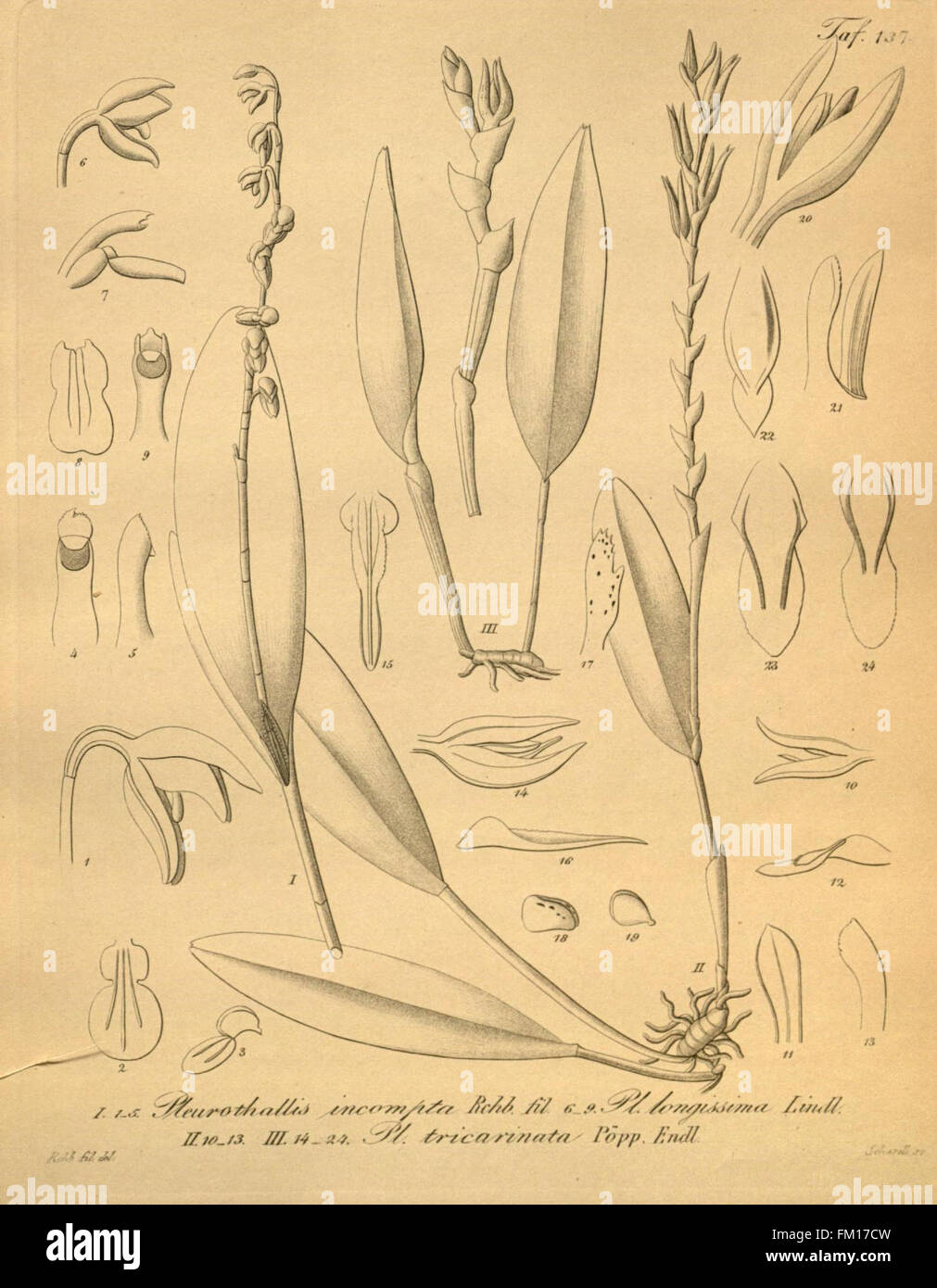 Cette plaque de la série Xenia Orchidacea présente une variété d'orchidées, en se concentrant sur leur structure détaillée et leur classification. L'œuvre est conservée au Missouri Botanical Garden et fait partie de ses vastes archives botaniques. Banque D'Images