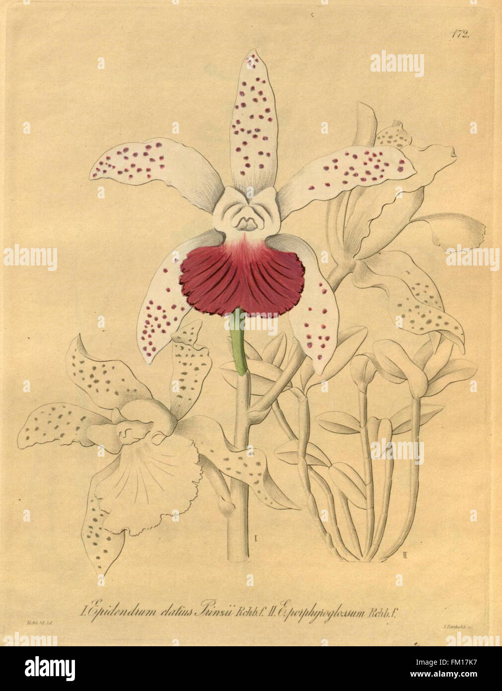 Xenia Orchidacea (onglet 172) présente des illustrations de l'espèce d'orchidée Xenia, fournissant des informations botaniques détaillées sur cette variété d'orchidée spécifique. Banque D'Images