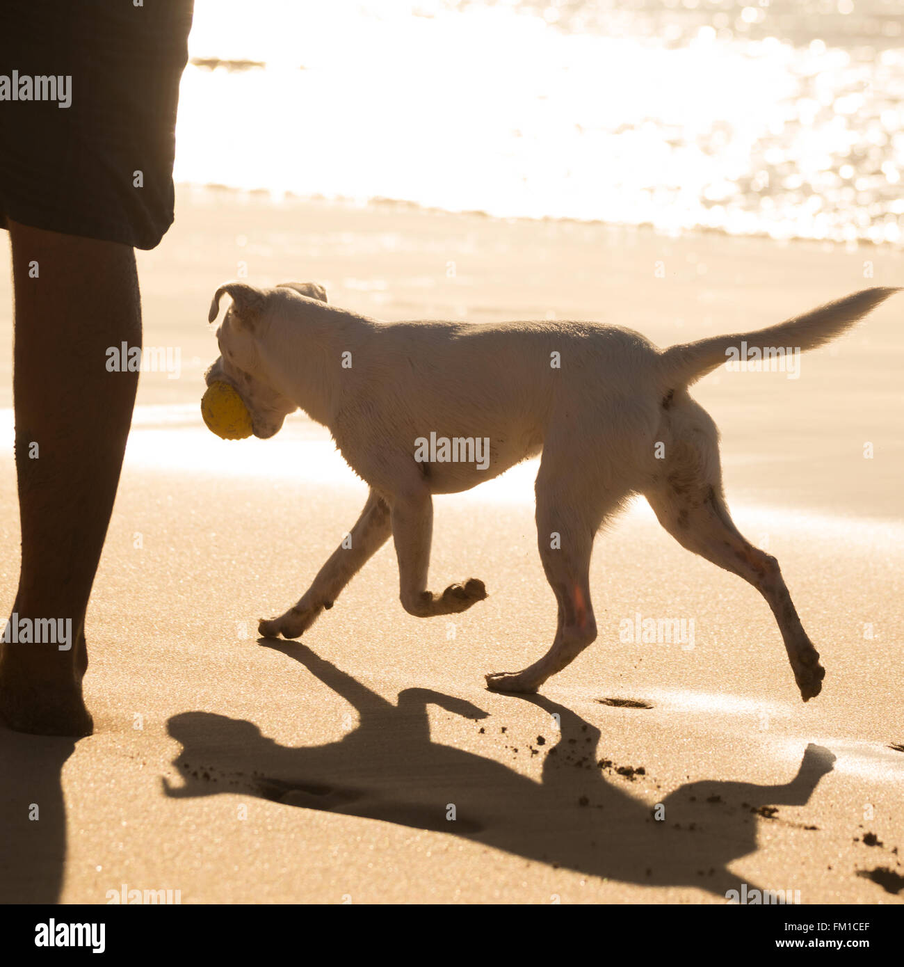 Transport chien balle sur la plage en été. Banque D'Images