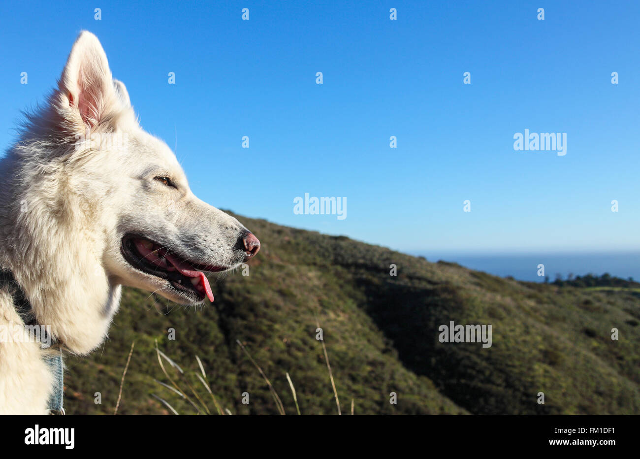 Chien en randonnée pédestre au Solstice Canyon Park, avec vue sur l'océan à distance Banque D'Images