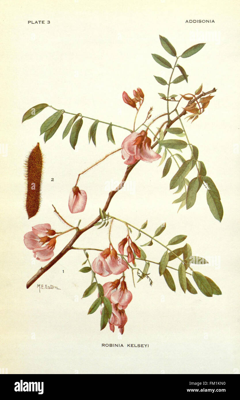 La planche 3 de 'Addisonia' présente des illustrations botaniques de diverses espèces végétales, contribuant à l'étude des plantes en Amérique du Nord et au développement des archives botaniques. Banque D'Images