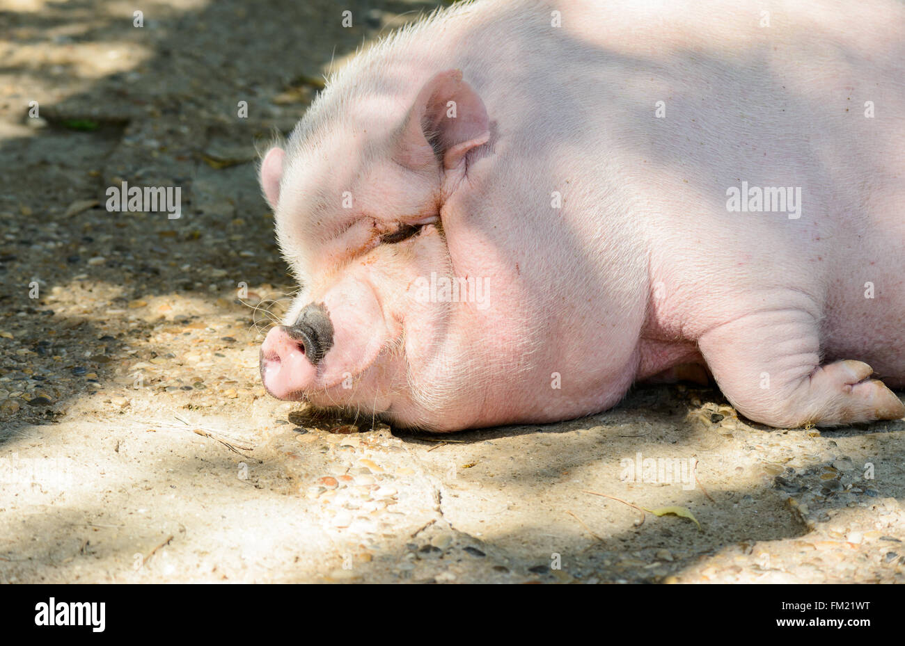 Un très gros cochon rose femme se reposant sous le soleil Photo Stock -  Alamy