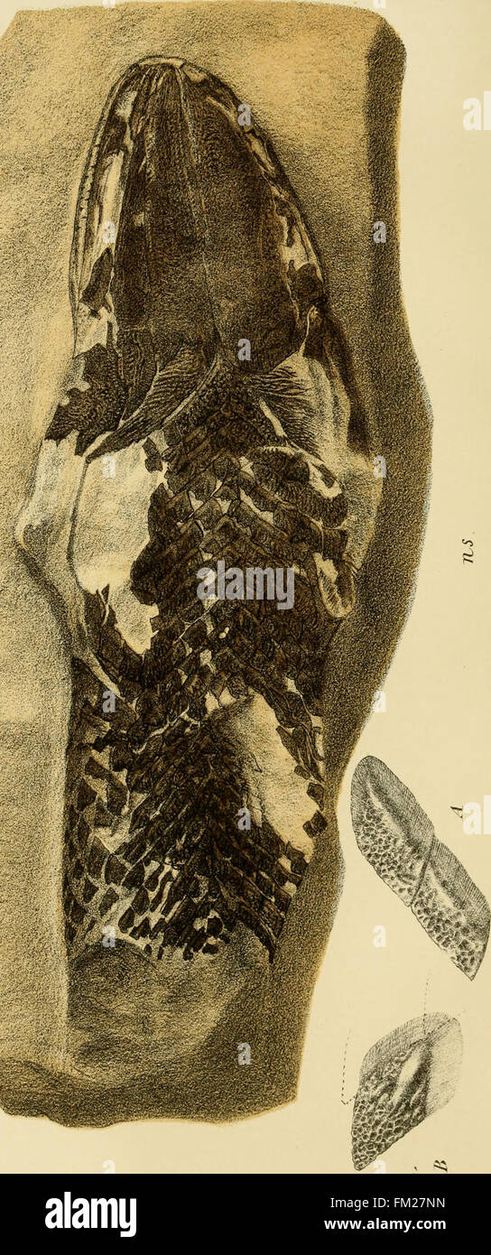 Dura Den - une monographie du grès jaune et ses remarquables vestiges fossiles (1859) Banque D'Images