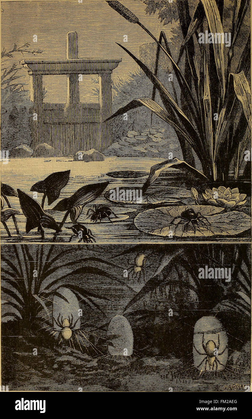 Entomologie économique (1877) Banque D'Images