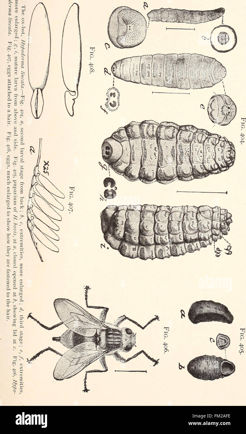 Entomologie économique pour l'agriculteur.. (1896) Banque D'Images