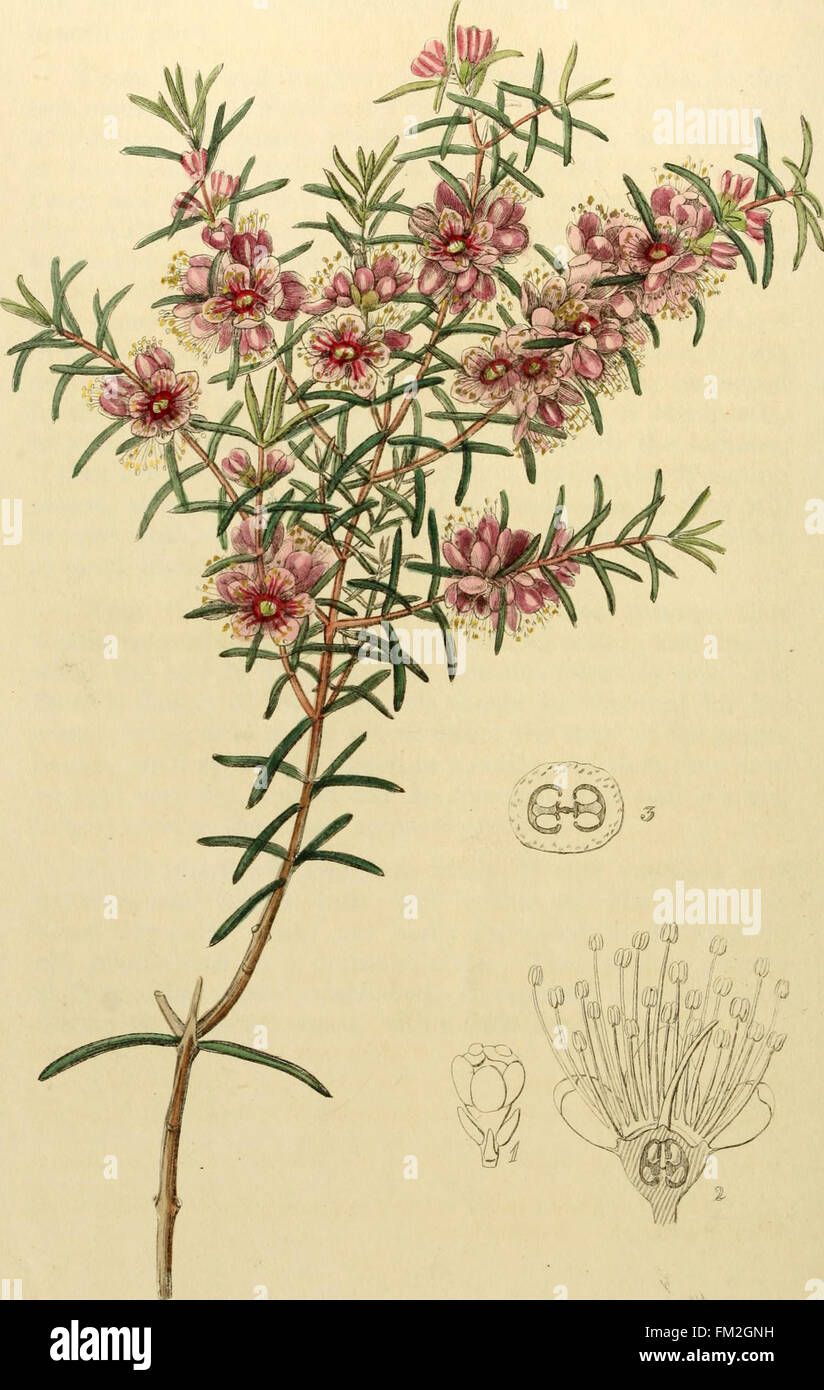 Edwards' botanical register, ou jardin de fleurs ornementales, et le bosquet .. (1829-1847) Banque D'Images
