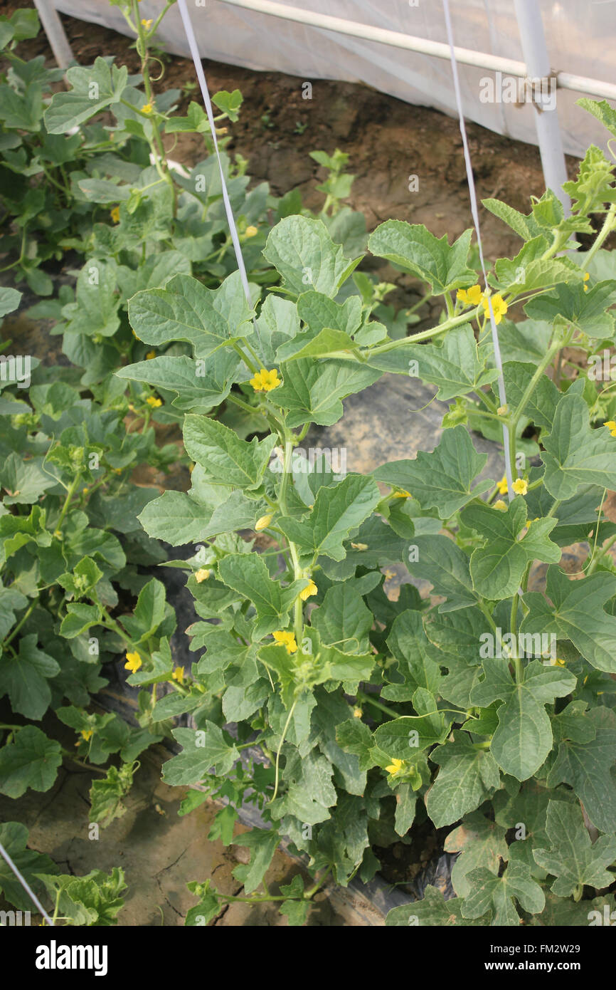 Cucumis melo, Sarda melon, melon jaune doré sur vine avec vrilles, de petites fleurs jaunes, utilisé comme fruit de table Banque D'Images