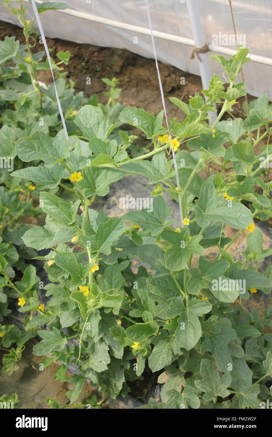 Cucumis melo, Sarda melon, melon jaune doré sur vine avec vrilles, de petites fleurs jaunes, utilisé comme fruit de table Banque D'Images