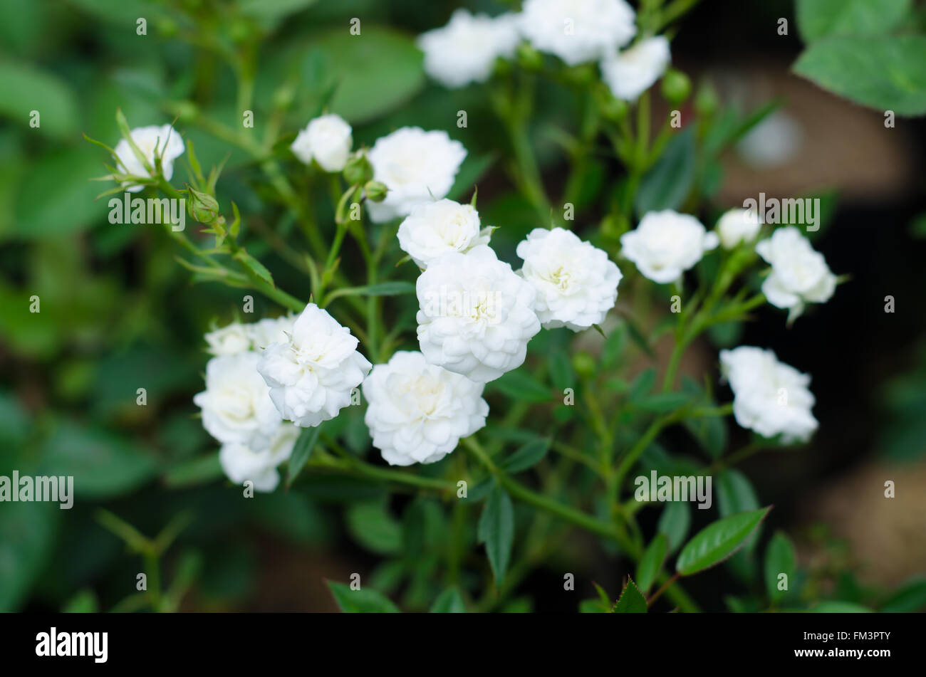 Blooming rose fée on tree Banque D'Images