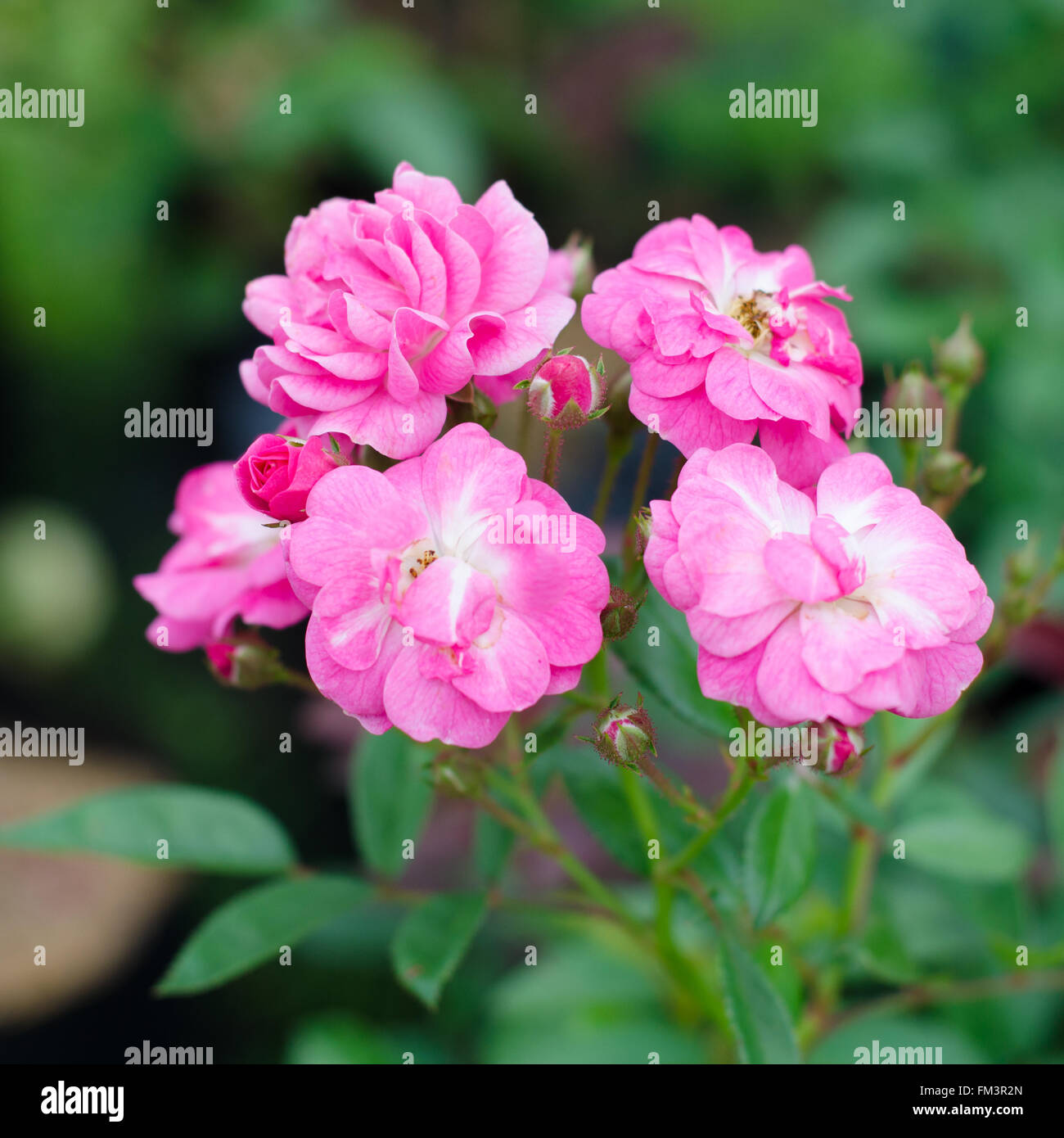 Blooming rose fée on tree Banque D'Images