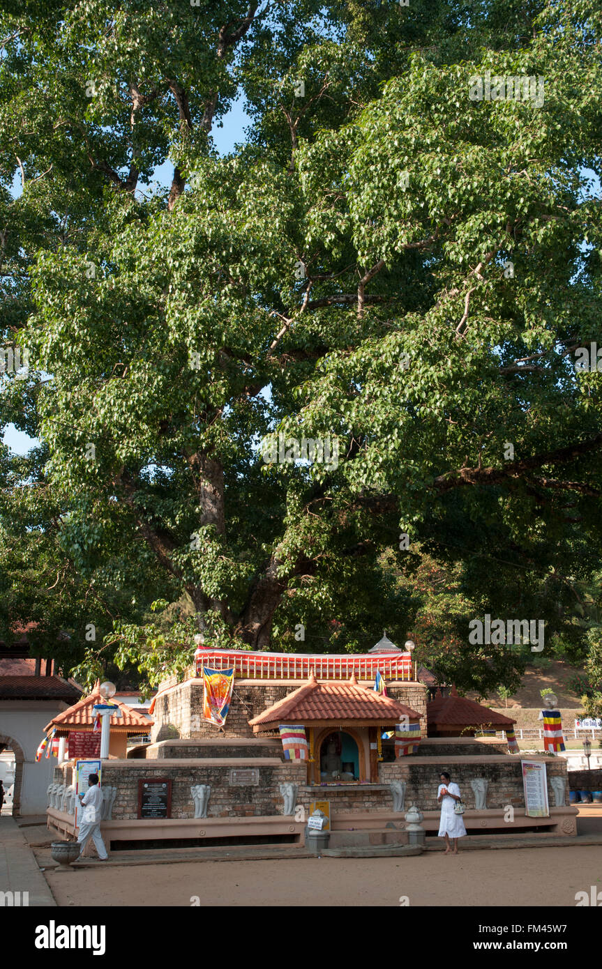 Sanctuaire bouddhiste sous un arbre bo à Pattini Devale, Kandy, Sri Lanka Banque D'Images