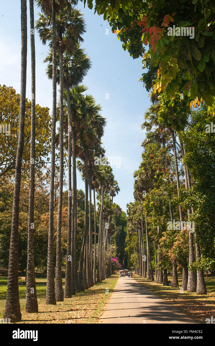 Avenue de palmiers au Royal Botanical Gardens, Peradeniya, Sri Lanka Banque D'Images