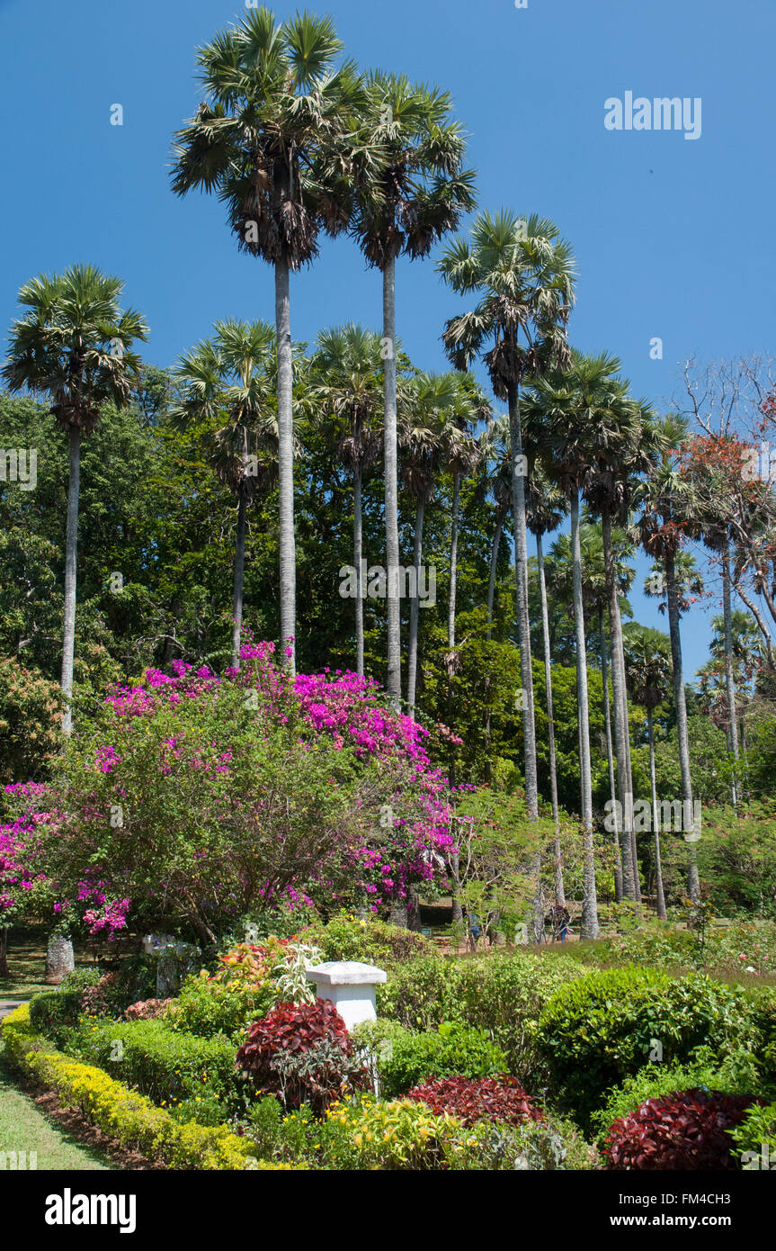 Jardins botaniques royaux, Peradeniya, Sri Lanka Banque D'Images