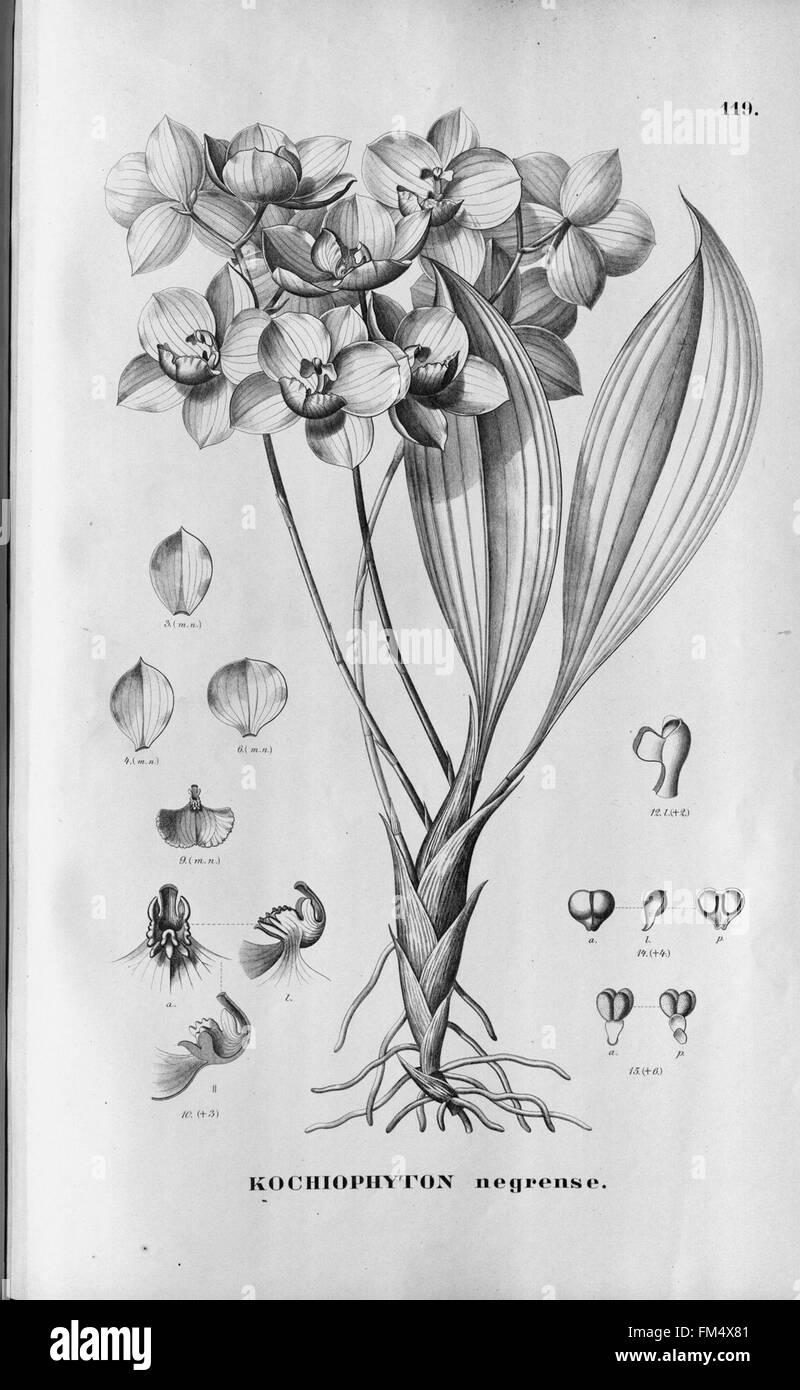 Flora brasiliensis, enumeratio plantarum à Brasilia hactenus detectarum (tab. 119) Banque D'Images