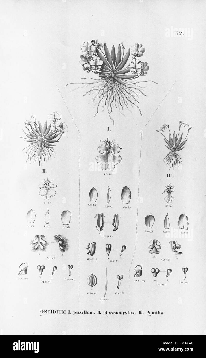 Flora brasiliensis, enumeratio plantarum à Brasilia hactenus detectarum (tab. 62) Banque D'Images