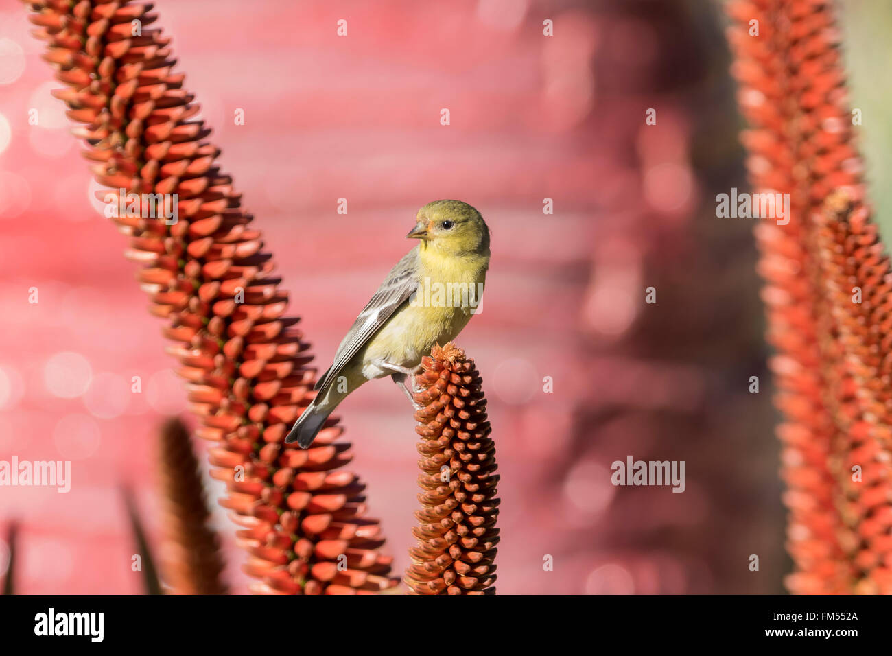 Un peu jaune brid - Spinus spinus assis sur une fleur rouge, en Californie Banque D'Images