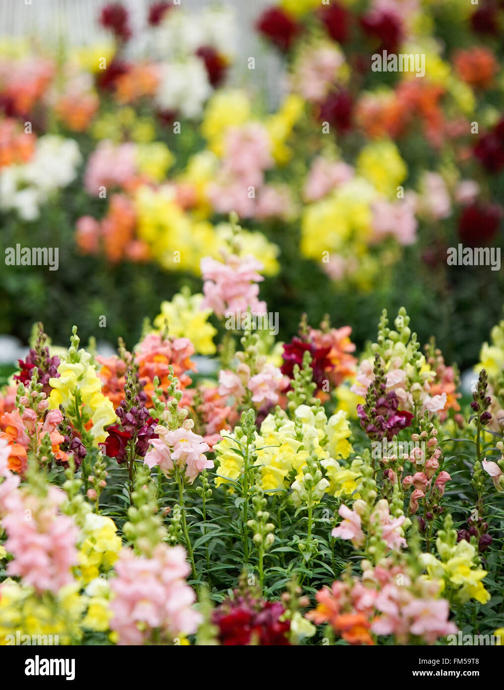 Hong Kong, Chine. Mar 11, 2016. Photo prise le 11 mars 2016 présente les fleurs de l'Hong Kong, Parc Floral du Victoria Park à Hong Kong, Chine du sud, le 11 mars 2016. © Ng Wing Kin/Xinhua/Alamy Live News Banque D'Images