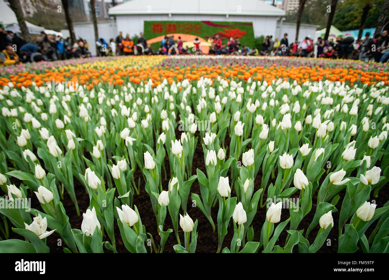Hong Kong, Chine. Mar 11, 2016. Photo prise le 11 mars 2016 présente les fleurs de l'Hong Kong, Parc Floral du Victoria Park à Hong Kong, Chine du sud, le 11 mars 2016. © Ng Wing Kin/Xinhua/Alamy Live News Banque D'Images