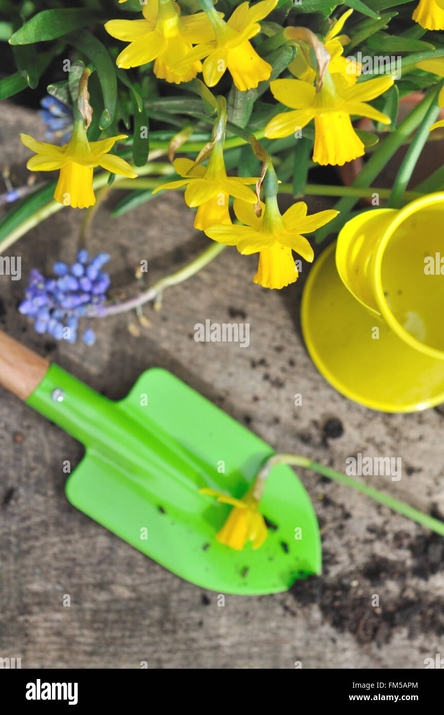 Outils de jardinage colorés avec des fleurs de printemps sur des planches Banque D'Images