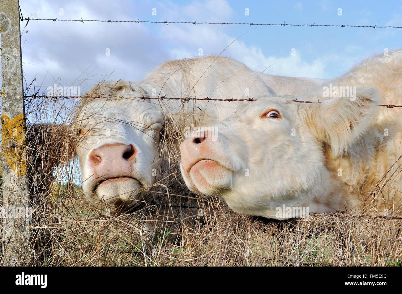 Deux vaches en passant leur tête par un des barbelés Banque D'Images