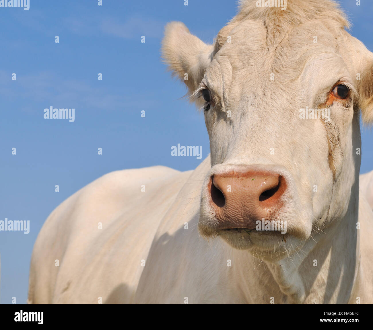 Fermer sur blanc vache charolaise sous ciel bleu Banque D'Images
