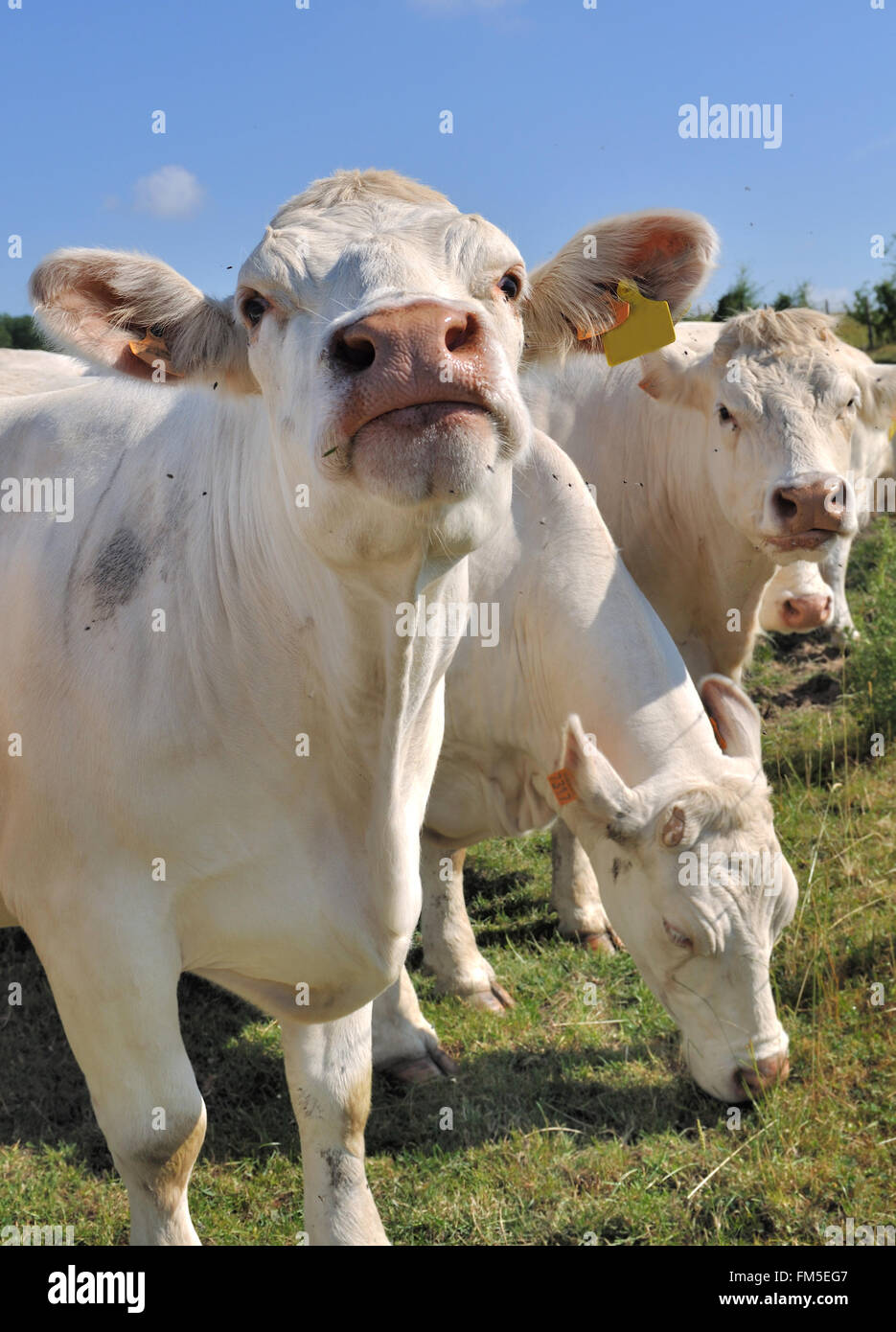 Funny vache blanche avec d'autres dans un pré Banque D'Images