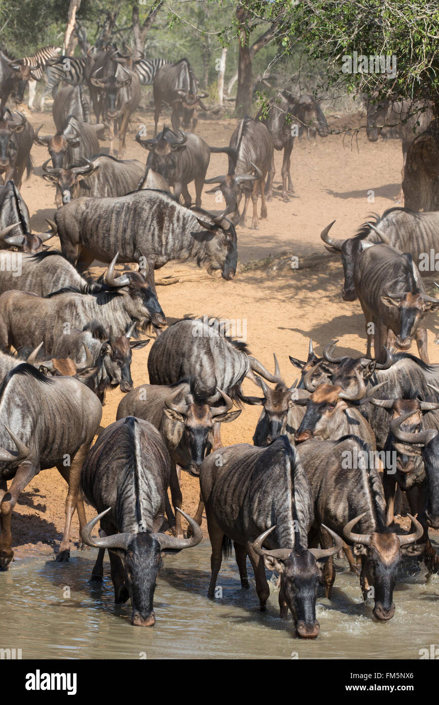 (Commun) (gnu Gnou bleu (Connochaetes taurinus)), réserve de chasse Mkuze, KwaZulu-Natal, Afrique du Sud Banque D'Images