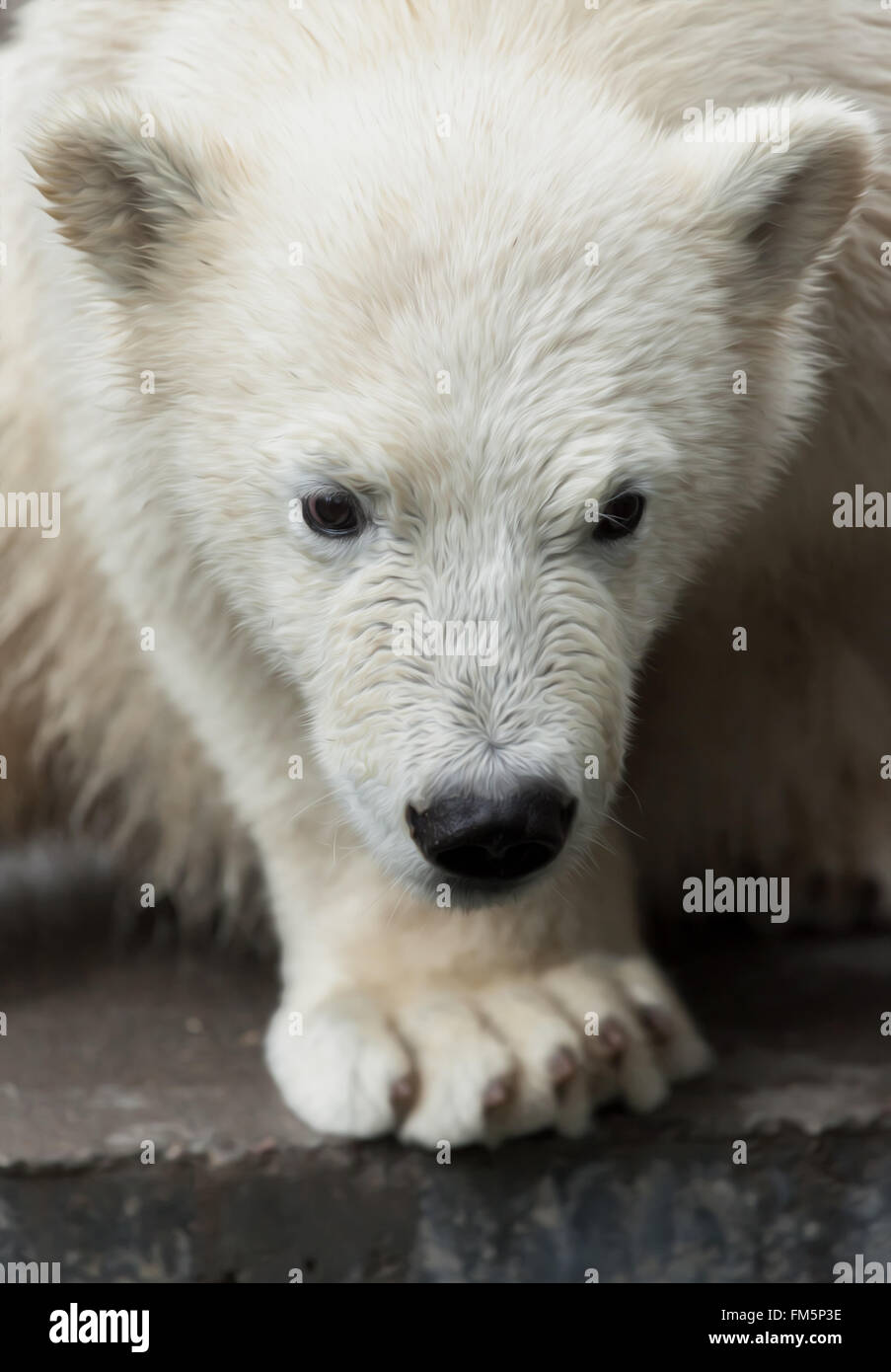 Les jeunes portrait de l'ours polaire Banque D'Images