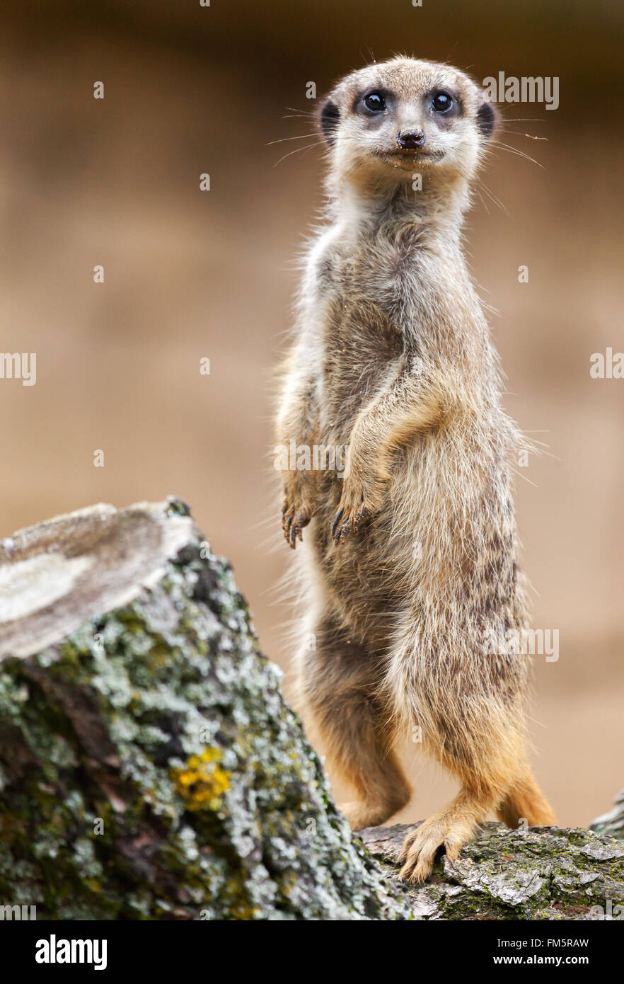 Meerkat se dresse sur bois et ressemble à l'appareil photo Banque D'Images