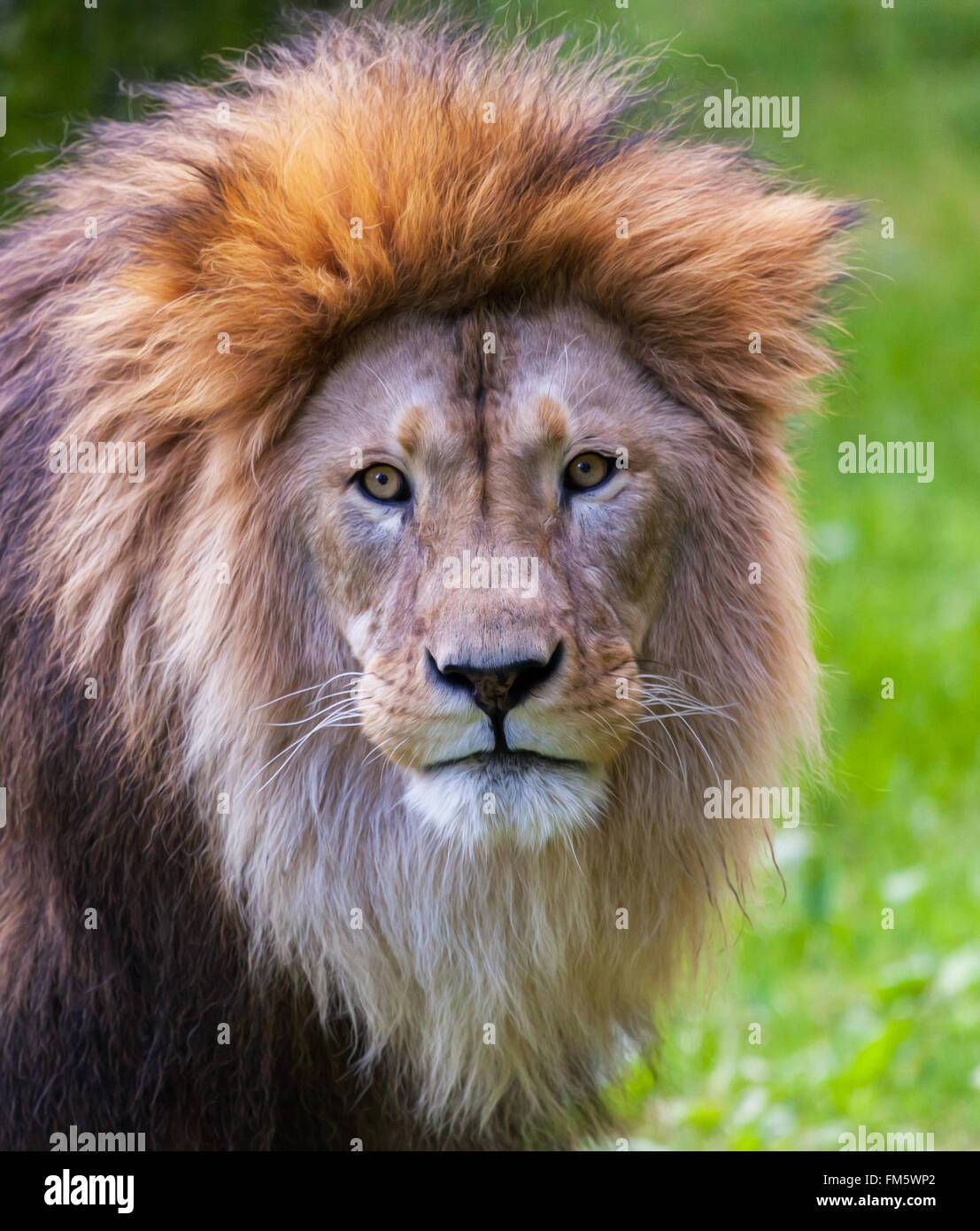 Lion regarde dans l'appareil photo en mode portrait Banque D'Images