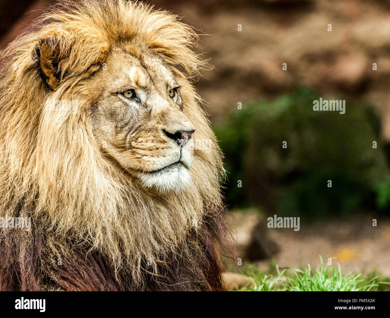 portrait de Lion Banque D'Images