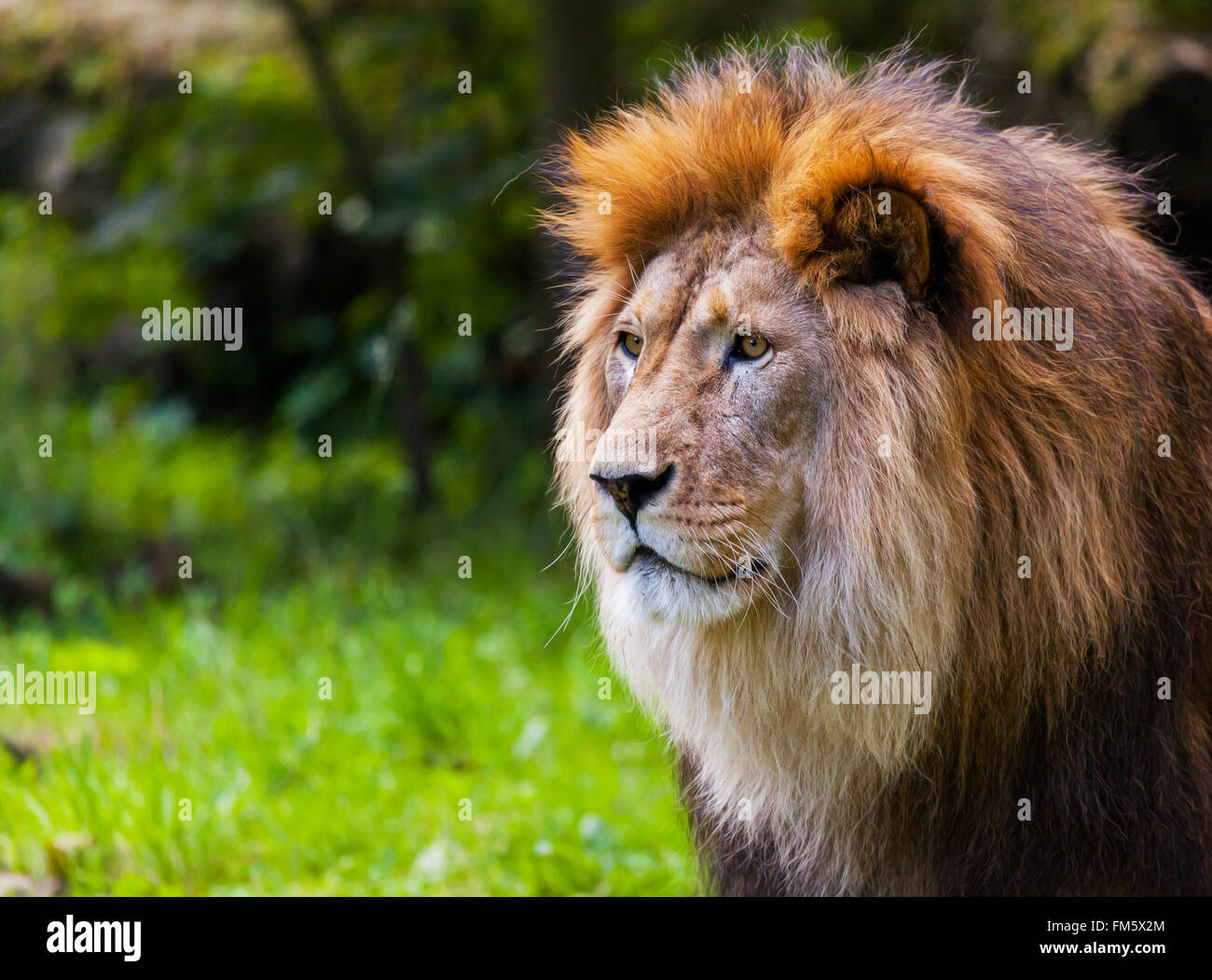 Lion regarde à gauche dans un portrait Banque D'Images