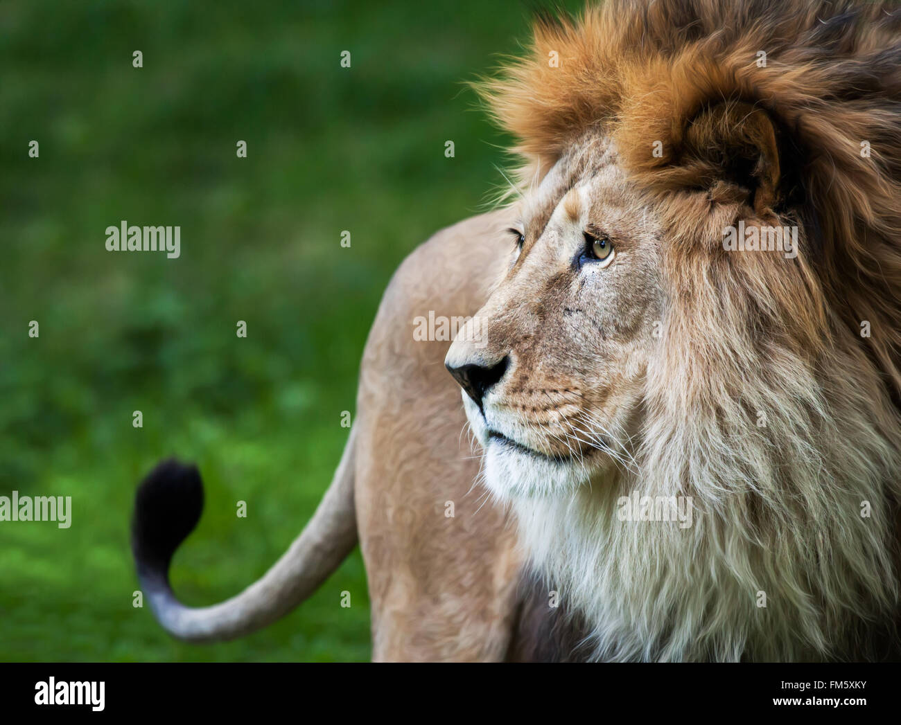 portrait de Lion Banque D'Images