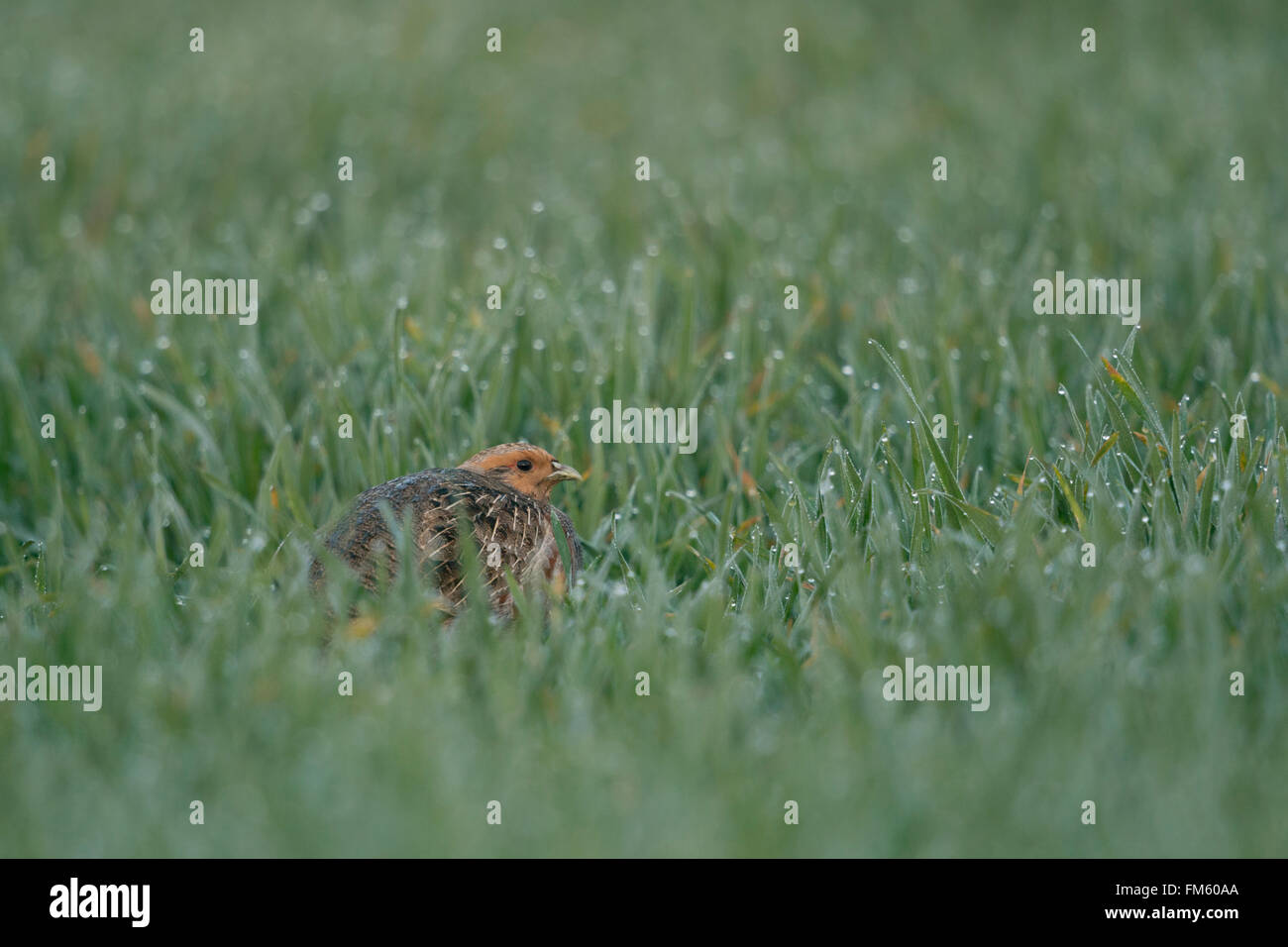 La Perdrix grise / Rebhuhn ( Perdix perdix ) se cacher dans un champ humide de rosée de blé d'hiver, menacée, un oiseau en péril. Banque D'Images