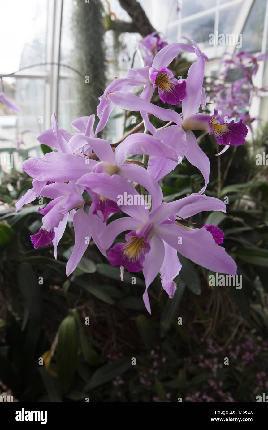 Diplocentrus anceps est un genre de la famille des orchidées, la culture en serre à RHS Wisley. Banque D'Images