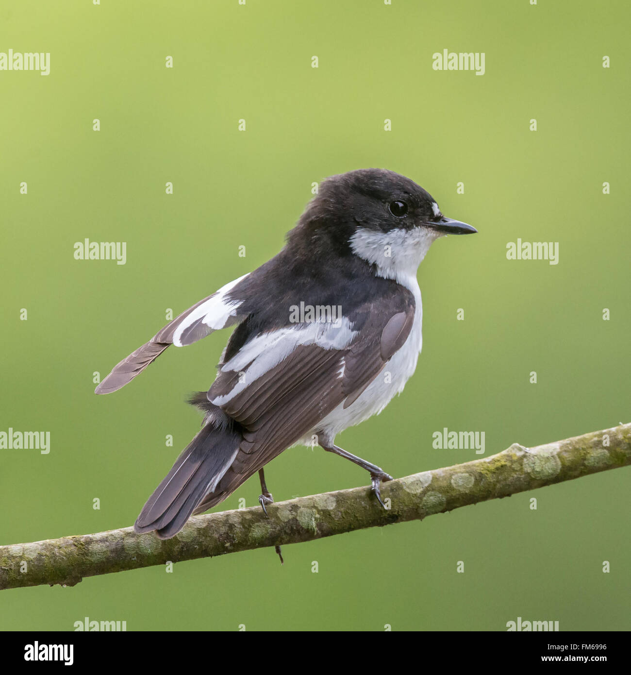 Ce pied flycatcher Ficedula hypoleuca} {se reposait sur un saule, entre la capture d'éphémères sur la rivière Usk dans le BREC Banque D'Images