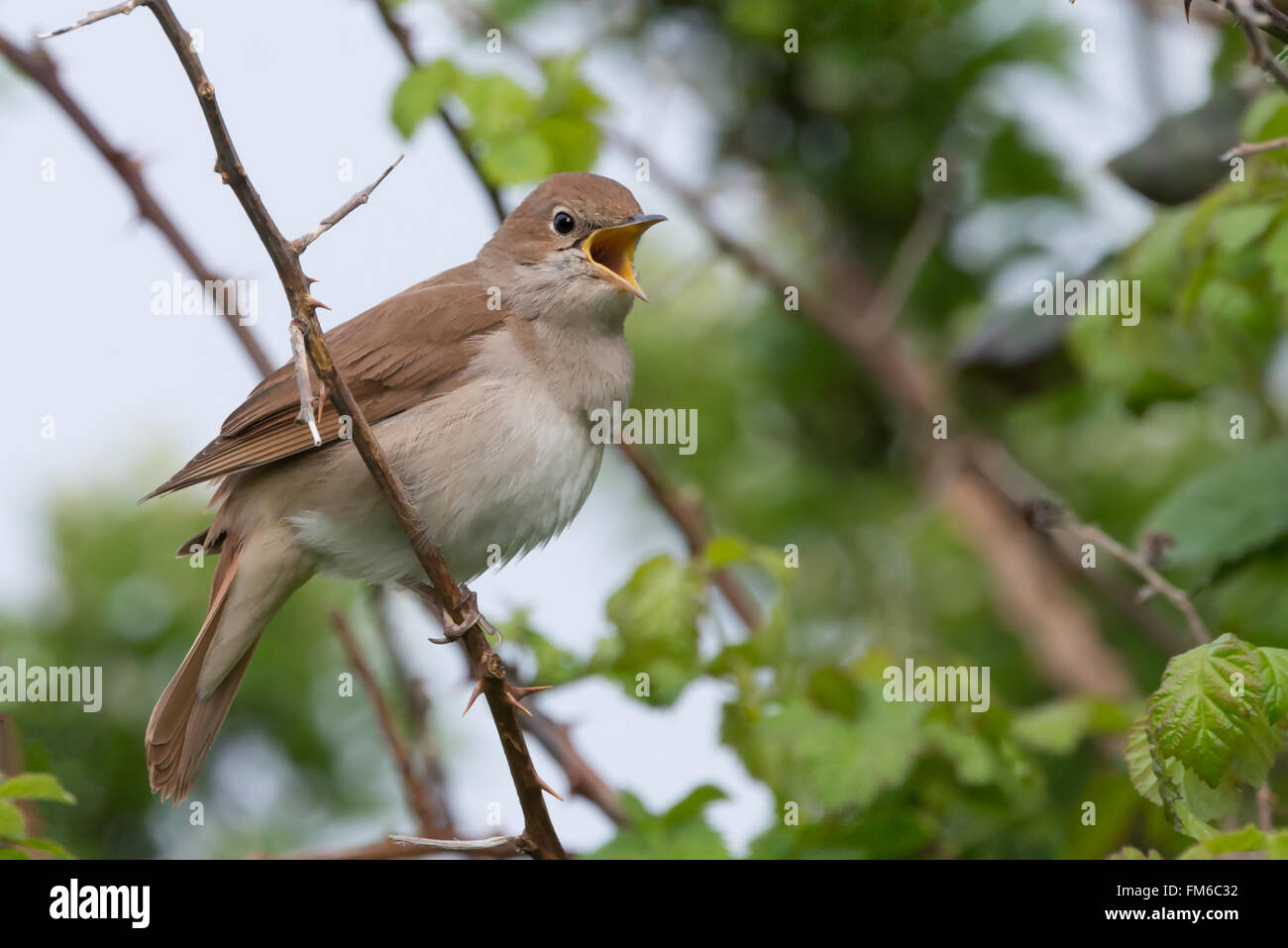 Nightingale (Luscinia megarhynchos) chanter dans un buisson épineux dans la réserve naturelle de Pulborough Brooks, Avril Banque D'Images