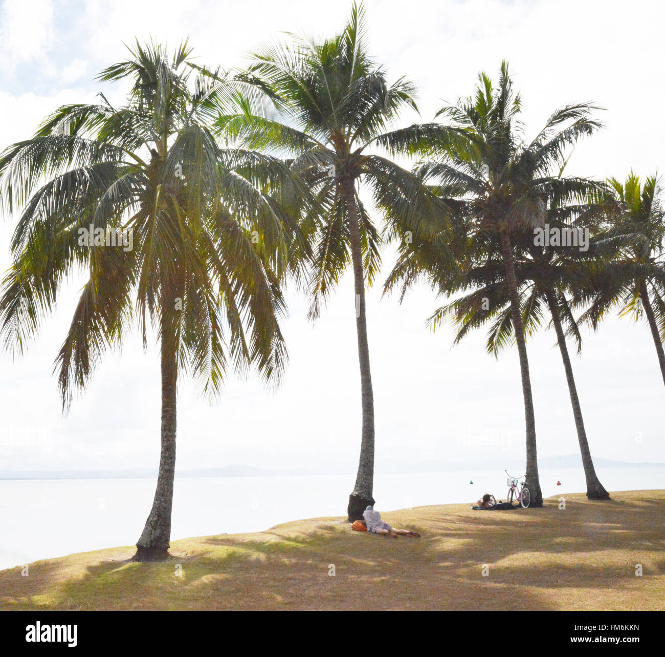 Le Queensland, Australie. Palmiers, Port Douglas. Banque D'Images