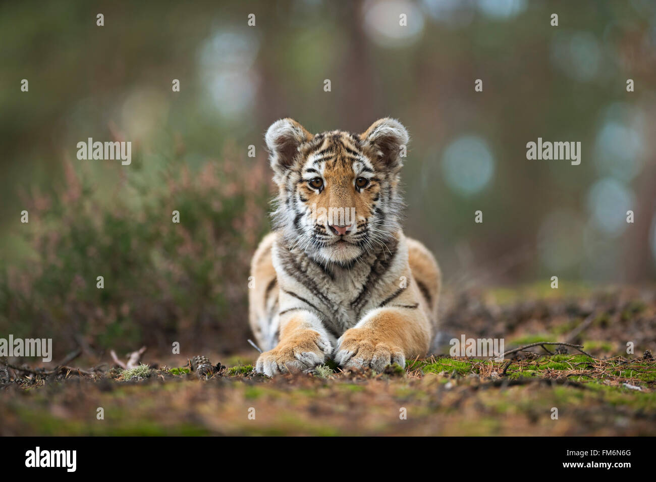 Tigre du Bengale / Koenigstiger ( Panthera tigris ), jeune animal mignon, repose sur le sol d'une forêt, montrant ses pattes, Inde. Banque D'Images