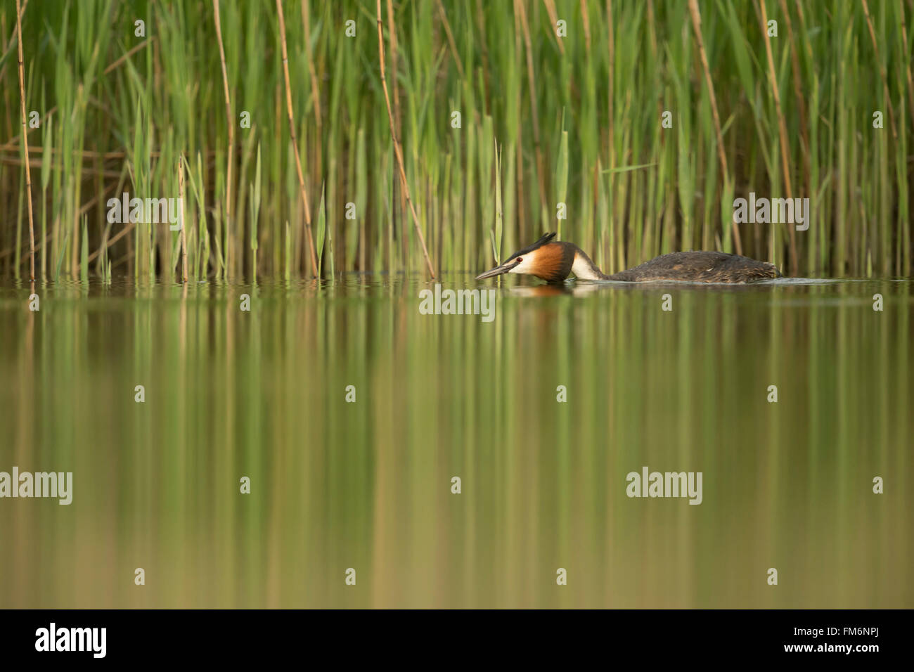 Grèbe huppé (Podiceps cristatus ) nage dans la posture tendue le long d'une ceinture de roseaux vert, l'eau calme, belle réflexion. Banque D'Images