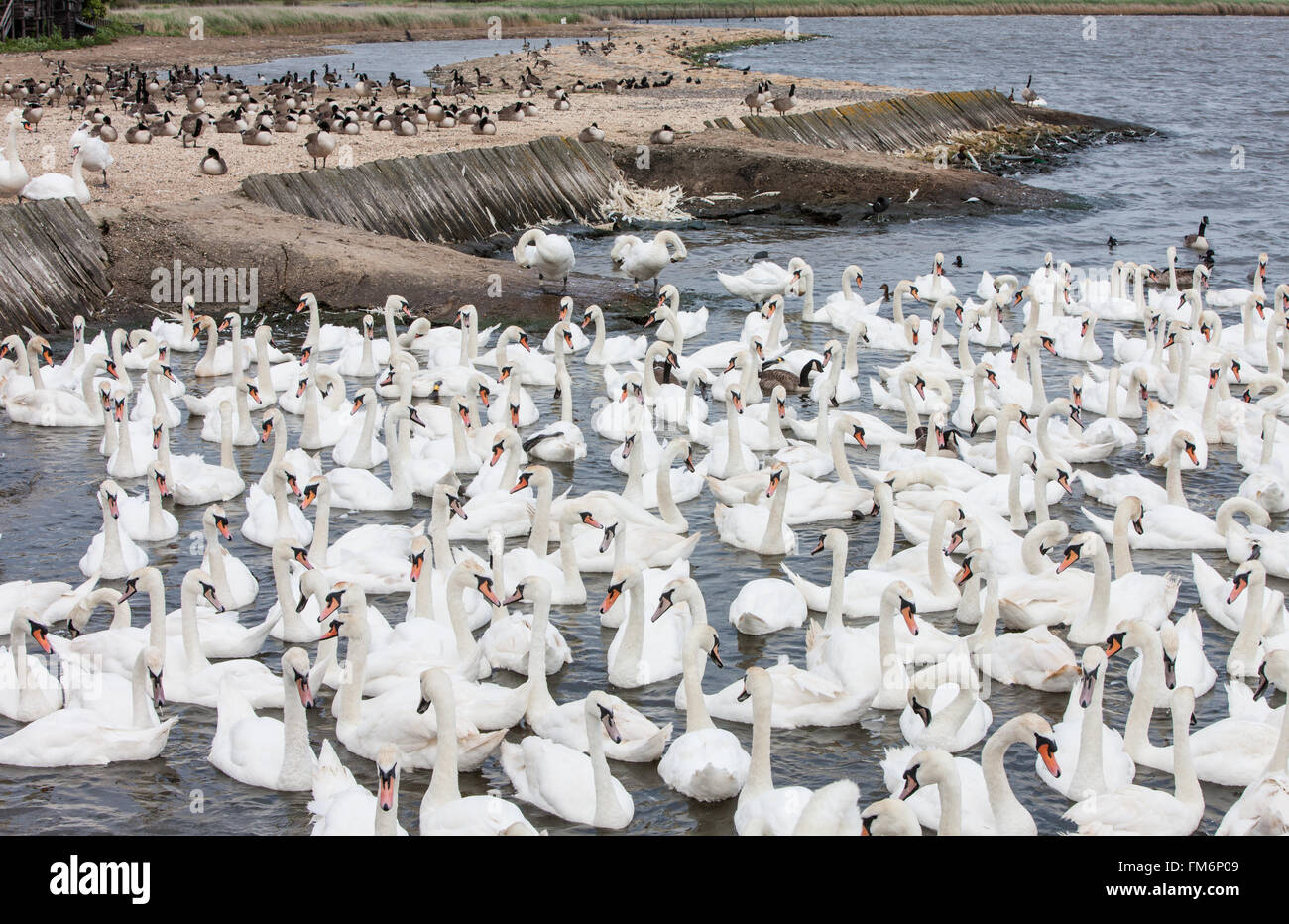 Abbotsbury Swannery,Dorset, Angleterre, Europe. Banque D'Images