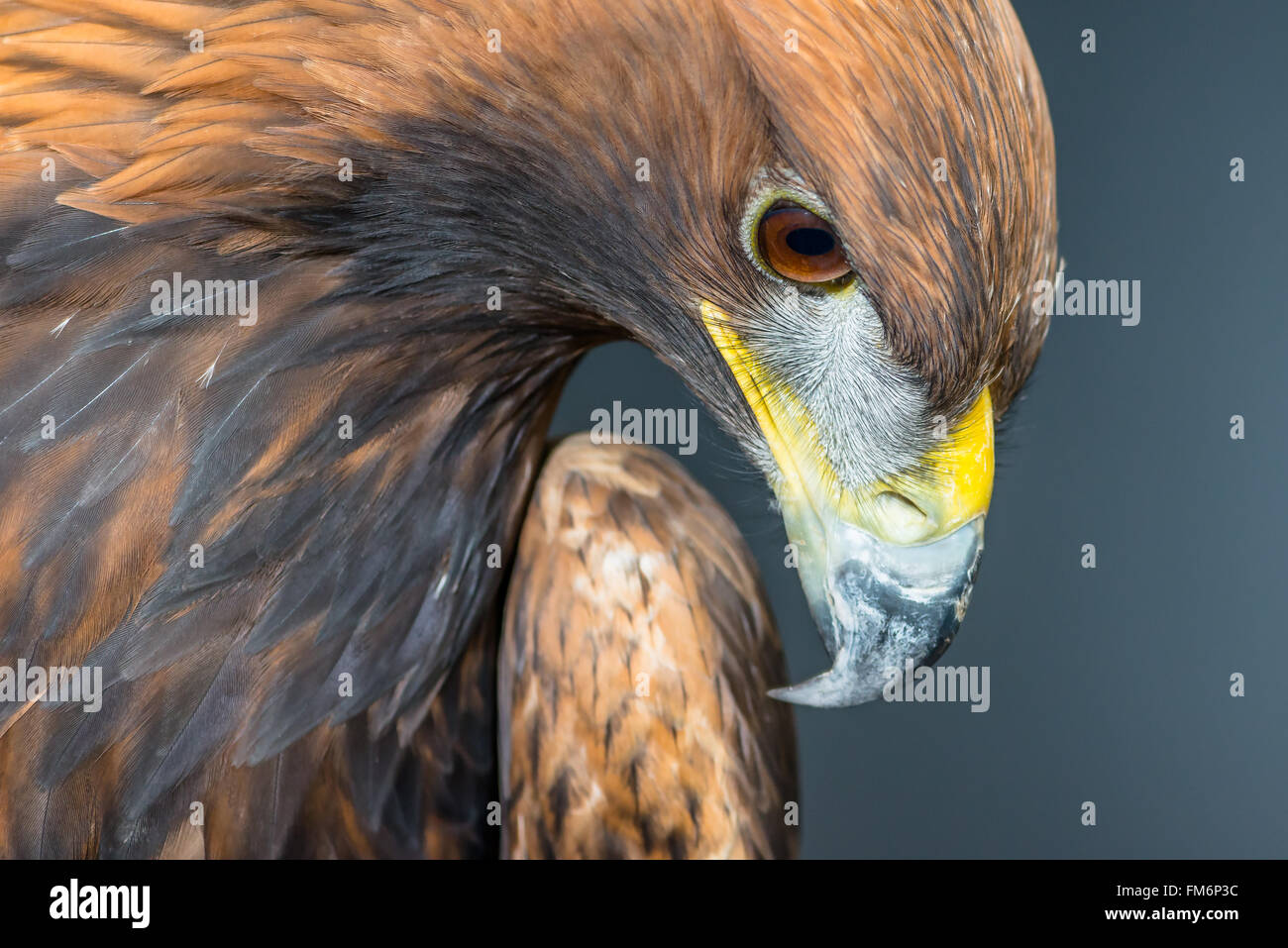 Golden Eagle Aquila chrysaetos {}. Photographie de studio, en captivité. Nottingham. Octobre. Banque D'Images