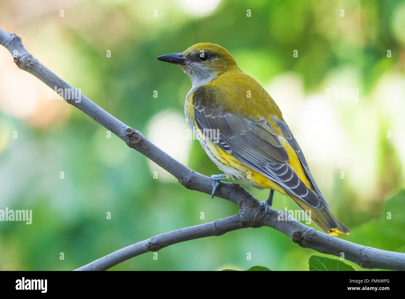 L'oriole d'or sur un brach d'un figuier Banque D'Images