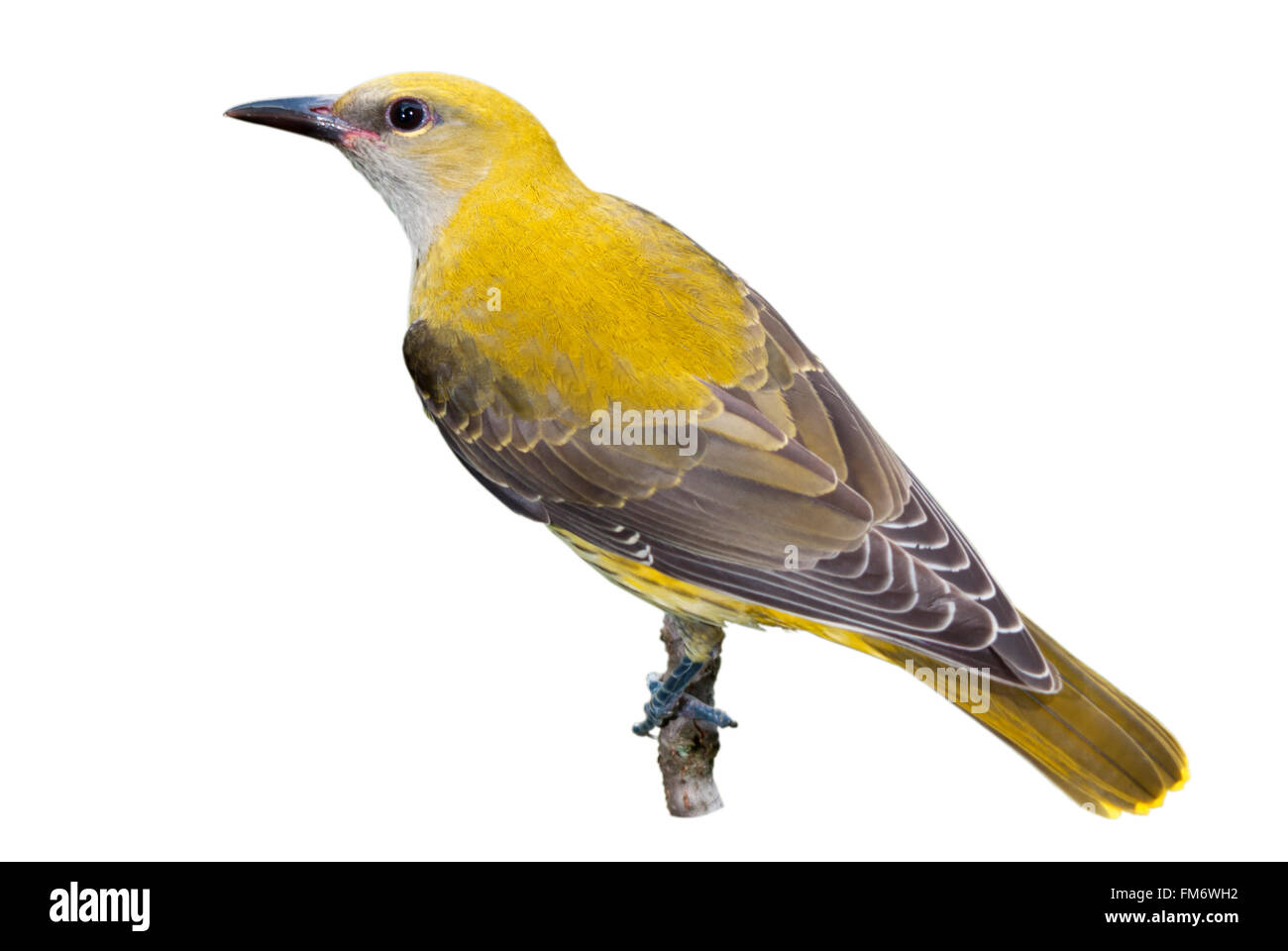 Golden Oriole mineur isolé sur fond blanc Banque D'Images