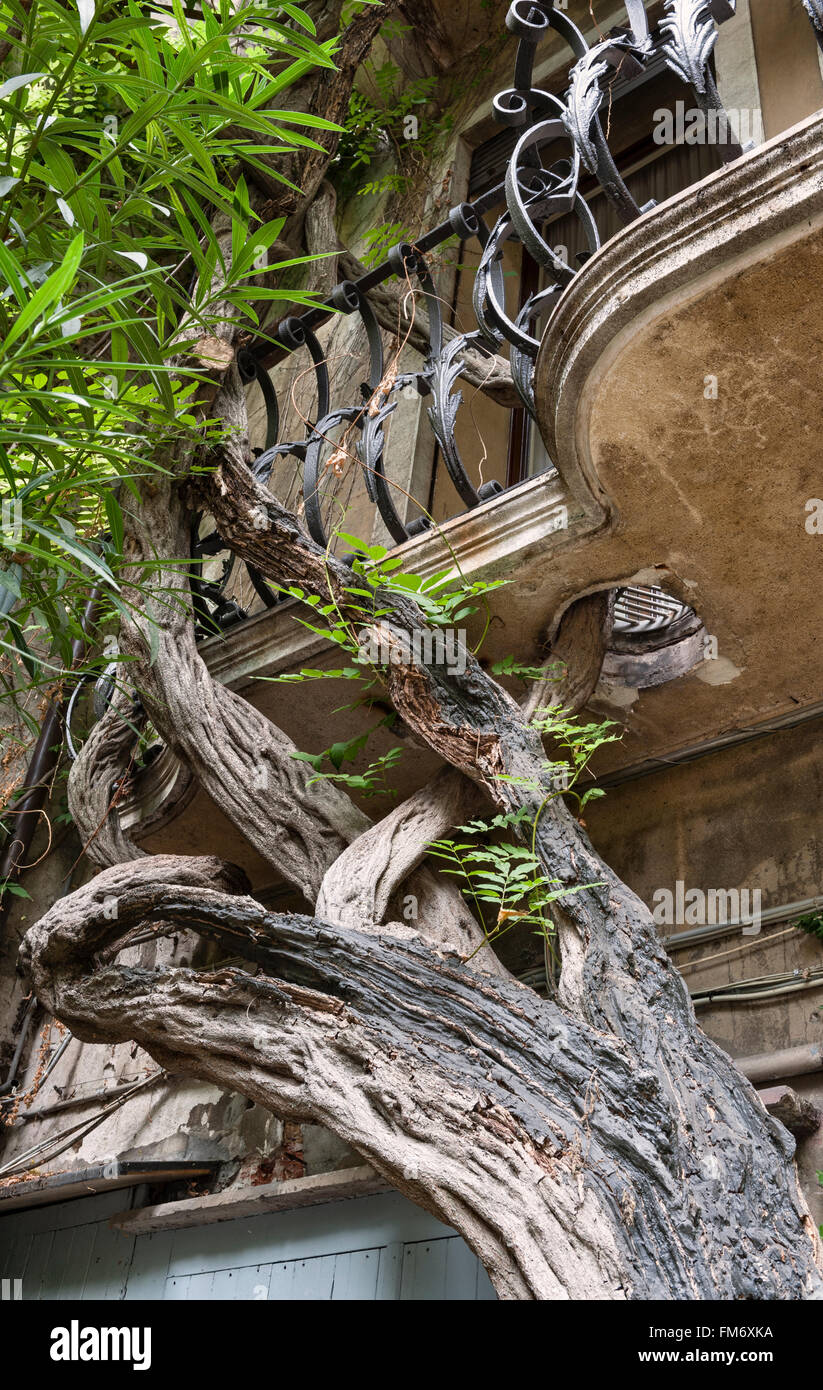 Venise, Italie. Une ancienne ligne de glycine l'avant d'un ancien palazzo - un trou a été réduit à un balcon pour lui permettre de se développer Banque D'Images