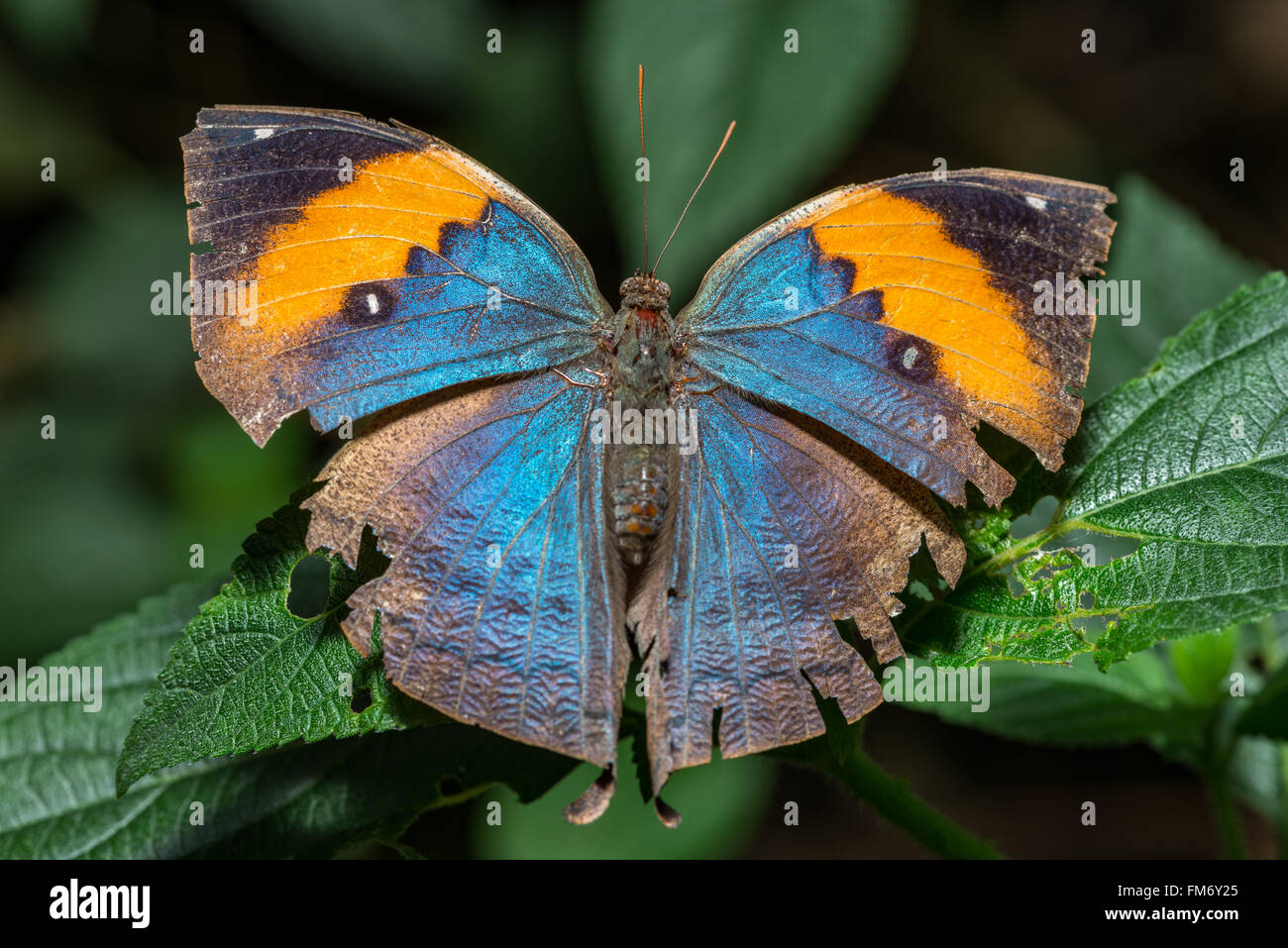 Papillon Kallima leafwing indien {} paralekta est très ouvert avec des ailes de couleur vive. Des animaux en captivité, au Royaume-Uni. Avril Banque D'Images