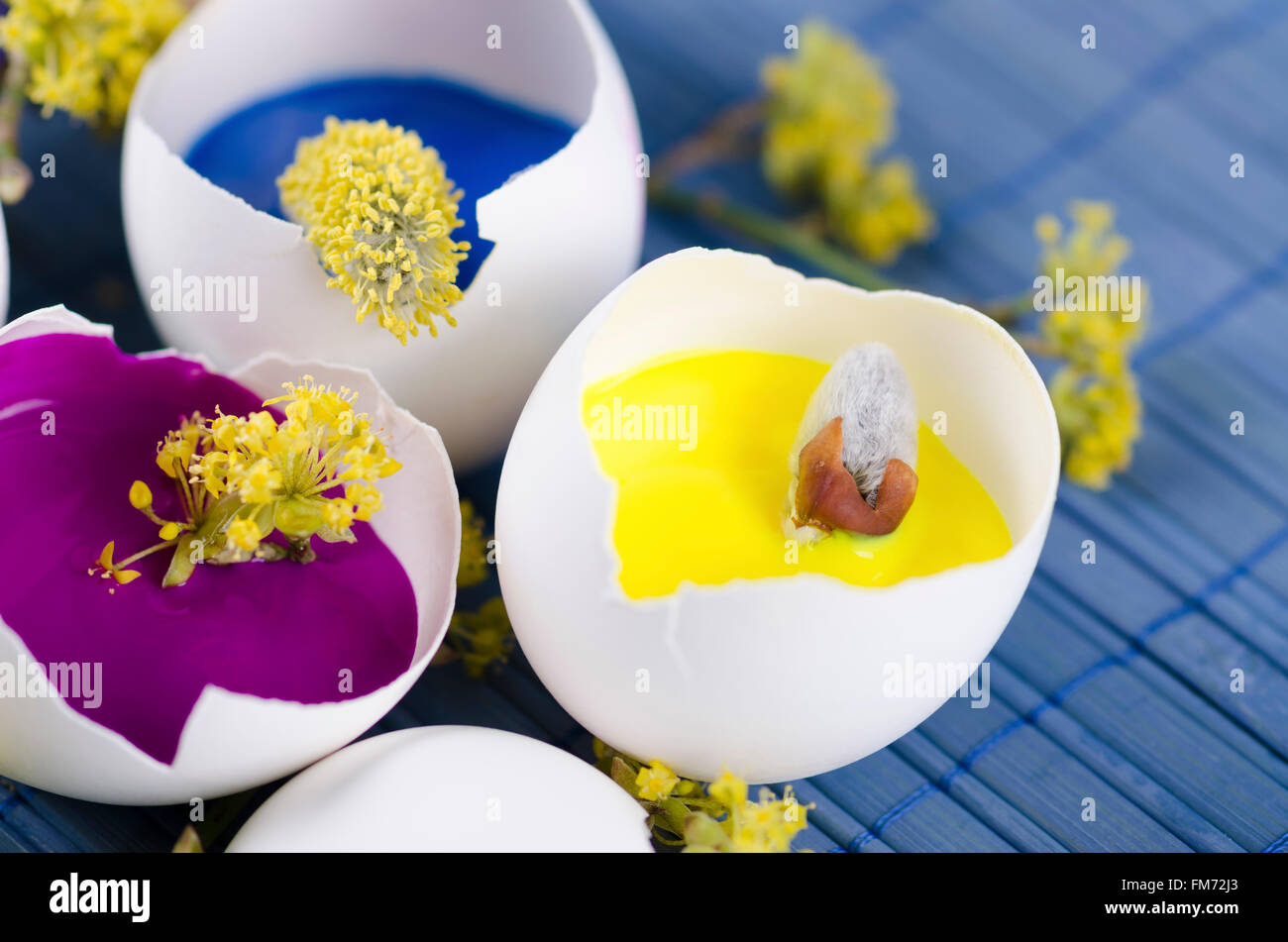 Trois coquilles d'œufs comme une joyeuse Pâques décoration avec fleurs de printemps sur une plaque bleue Banque D'Images